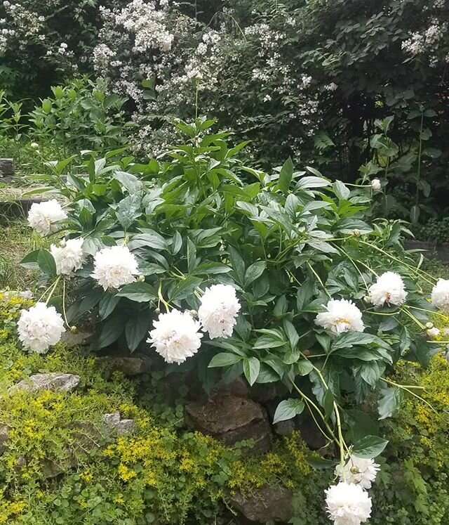 Peonies!  My favorite time of the year.