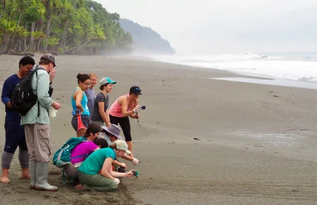In Costa Rica, students take pictures of baby green sea turtles making their way to the ocean. Photo/Chong Sun