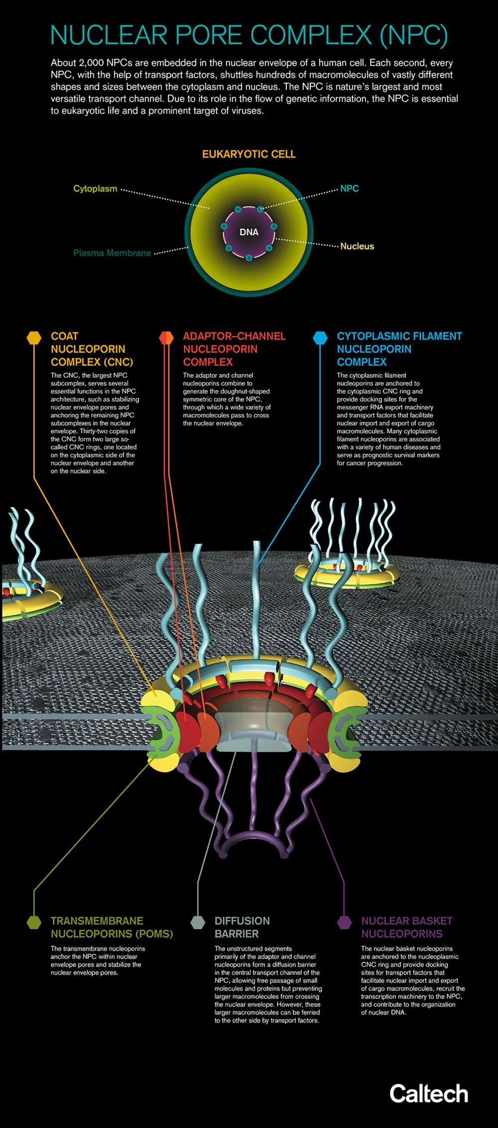Caltech Biochemist Sheds Light On Structure of Key Cellular ‘Gatekeeper’