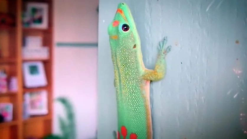 Coming to Grips with a Gecko’s Tricks