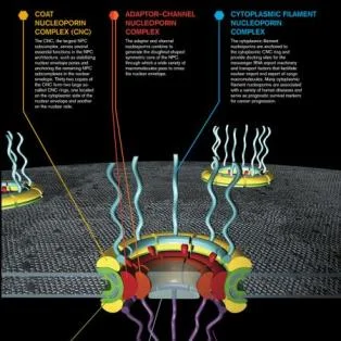 Solving the Nuclear Pore Complex
