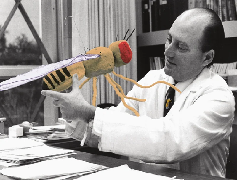 Biologist Seymour Benzer, who joined the Caltech faculty in the late ’60s, in his office with an outsized (and colorized) Drosophila model.
