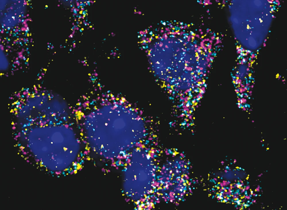 To understand complex biological systems, it is important to know how cells interact with and influence their neighbors. For example, a healthy cell located directly next to a cancerous cell will receive different chemical signals and behave differently than a cell elsewhere in the body. A newly developed technique from the laboratory of Long Cai colorfully illuminates every mRNA in every cell within a tissue sample with “super-resolution.” The technique can be applied to study everything from embryos to cancers. Photo: Long Cai Lab