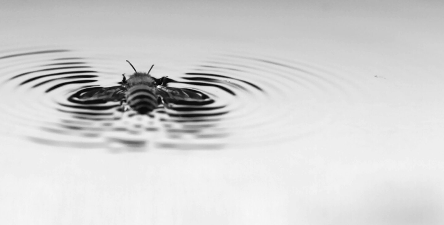 Bees "Surf" Atop Water