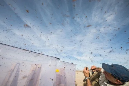 Hungry Fruit Flies are Extreme Ultramarathon Fliers