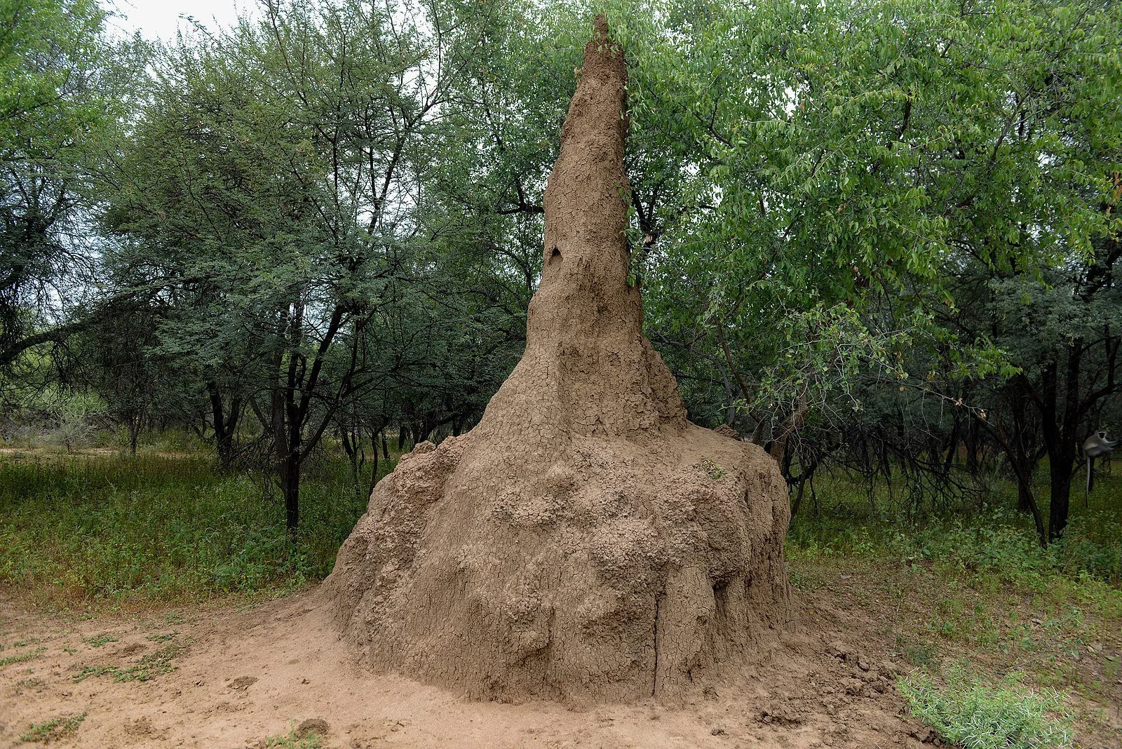  Mimicking Termites to Generate New Materials 