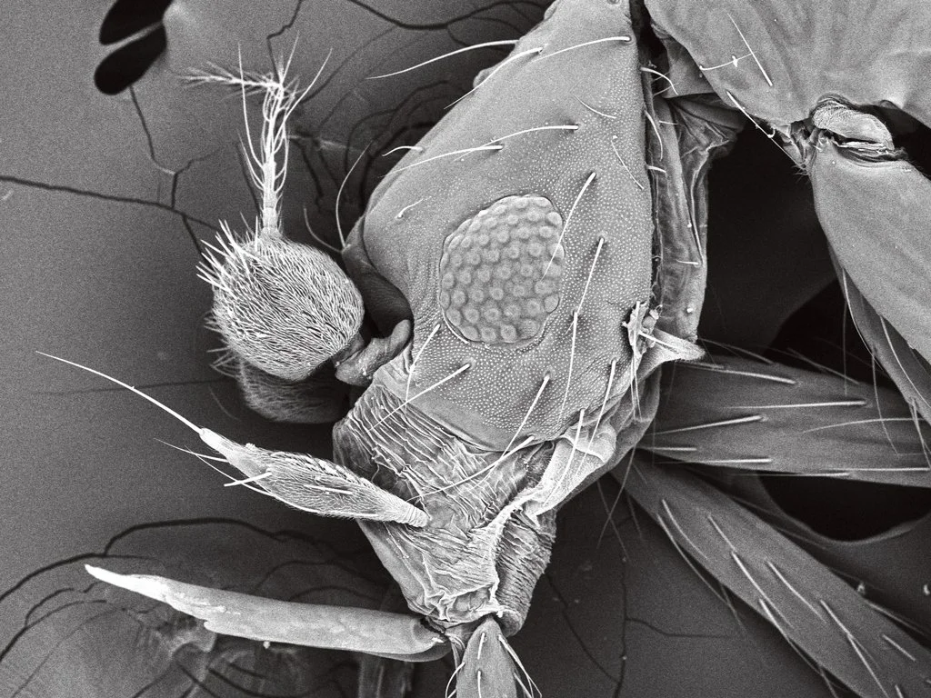 Fym Insect What a Fly’s Sense of Smell Can Tell us About the Brain — Caltech Magazine