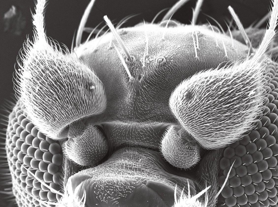 What a Fly's Sense of Smell Can Tell us About the Brain — Caltech