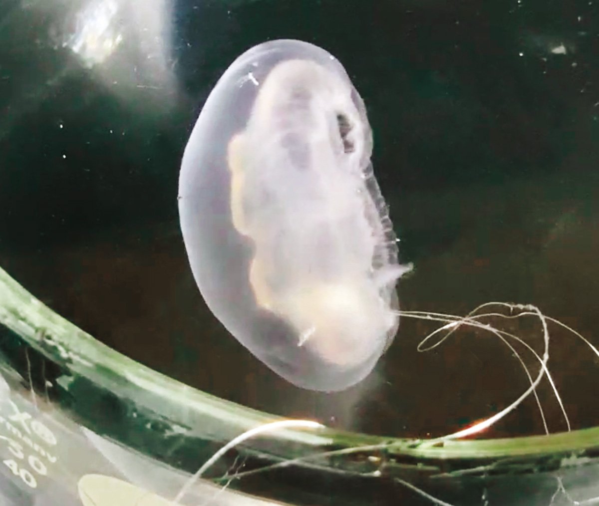 Jellyfish Earrings – Rave Fashion Goddess