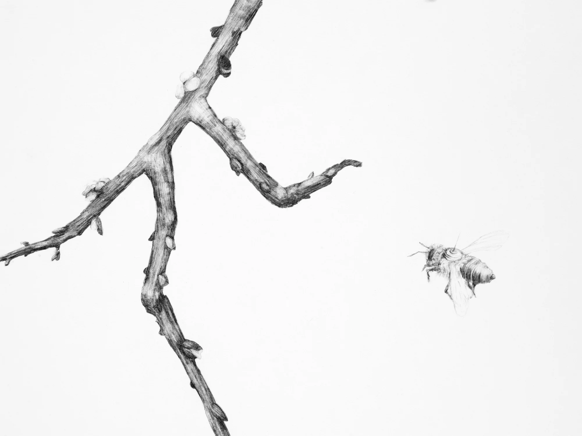 The New Pollinators (detail)