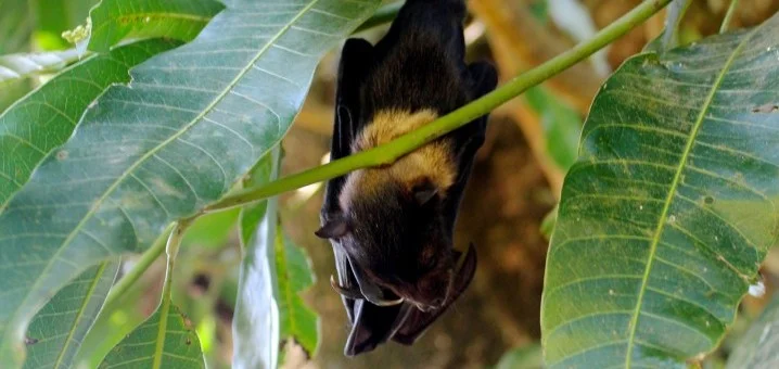 Joey, the Fijian fruit bat