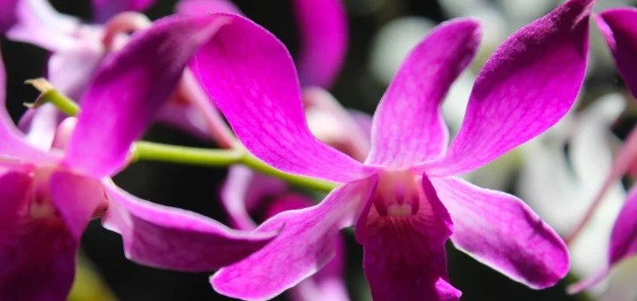 Garden of the Sleeping Giant