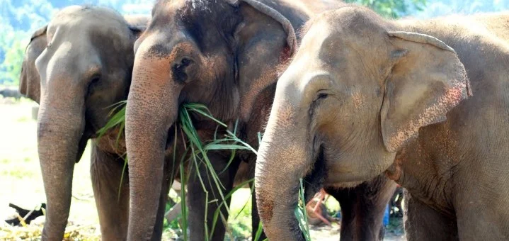 Visiting Elephant Nature Park