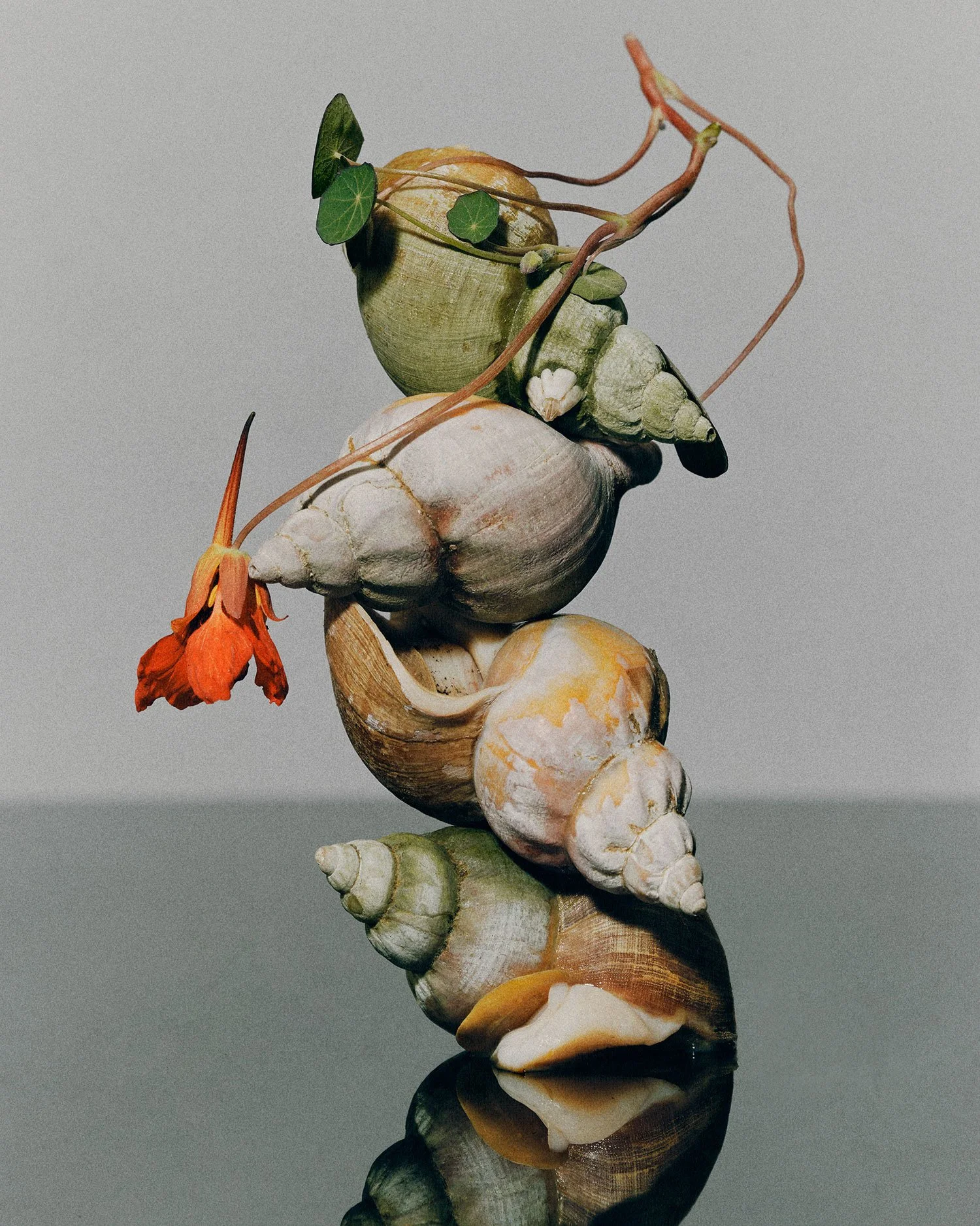2458_0816_CRE-Shells.jpg
