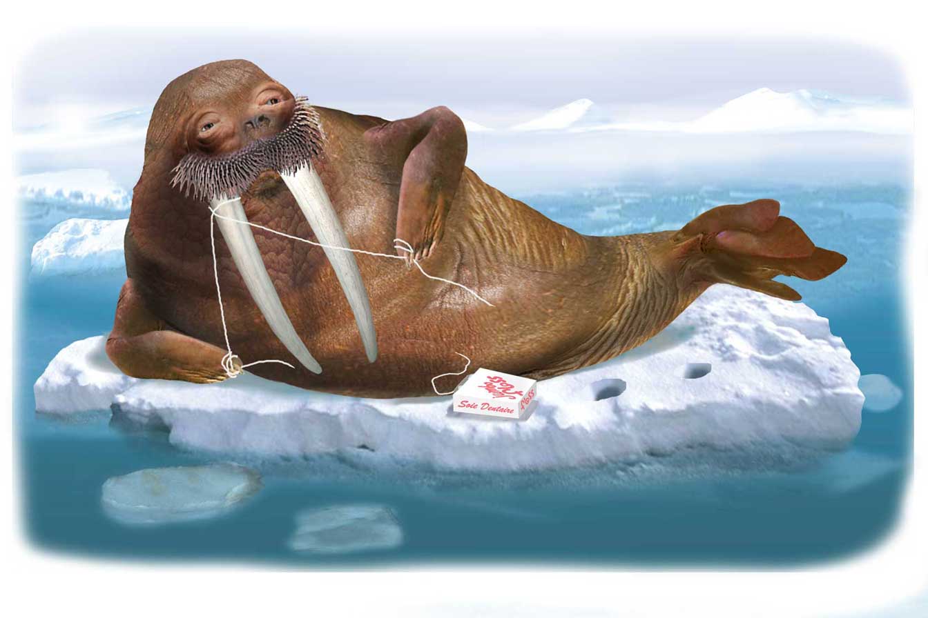 “Floss your Teeth” You Are Weird, your body’s peculiar parts and funny functions, Kidscan Press - Everyone needs to care for their teeth.