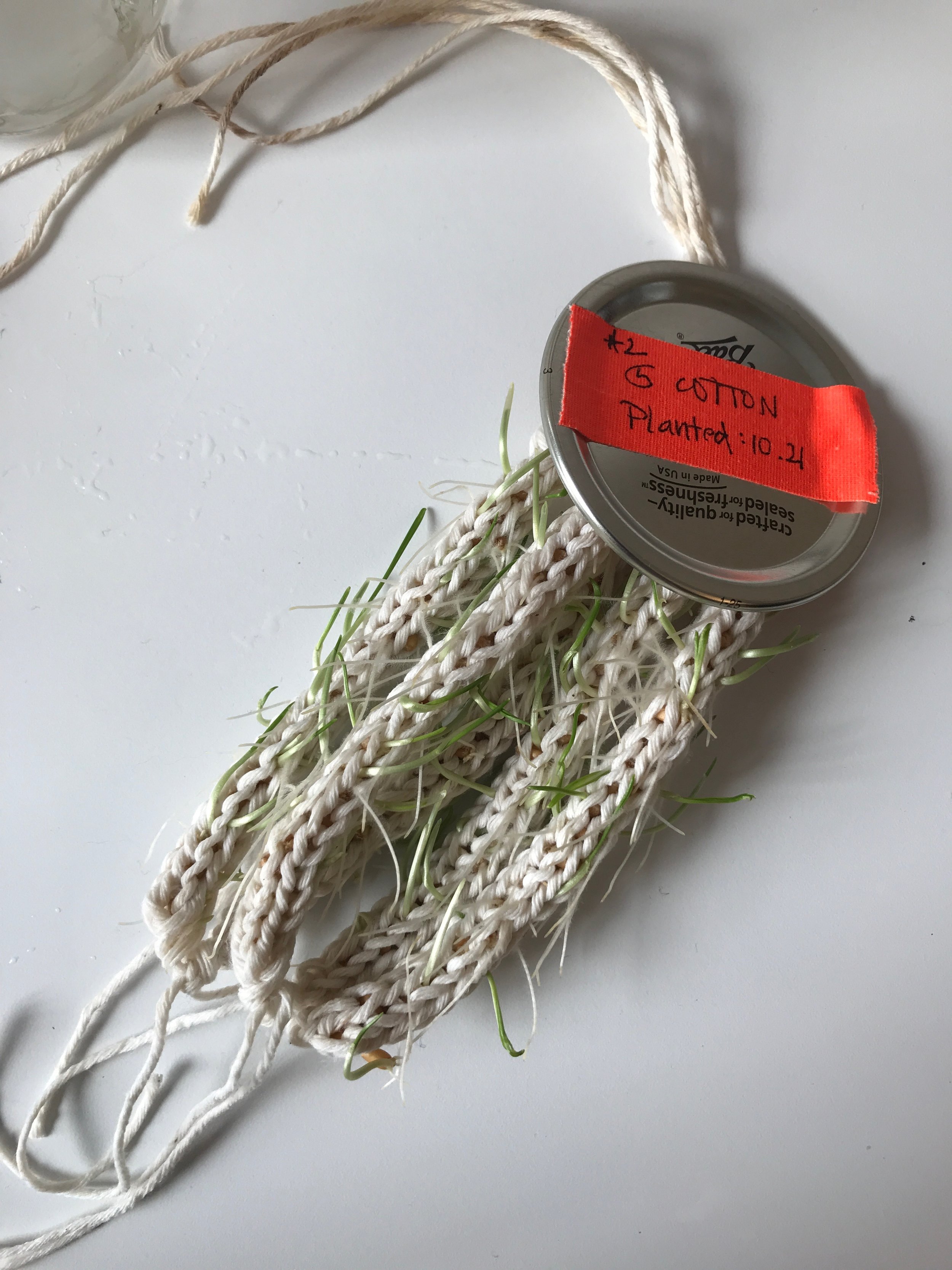 #2 5 Cotton
