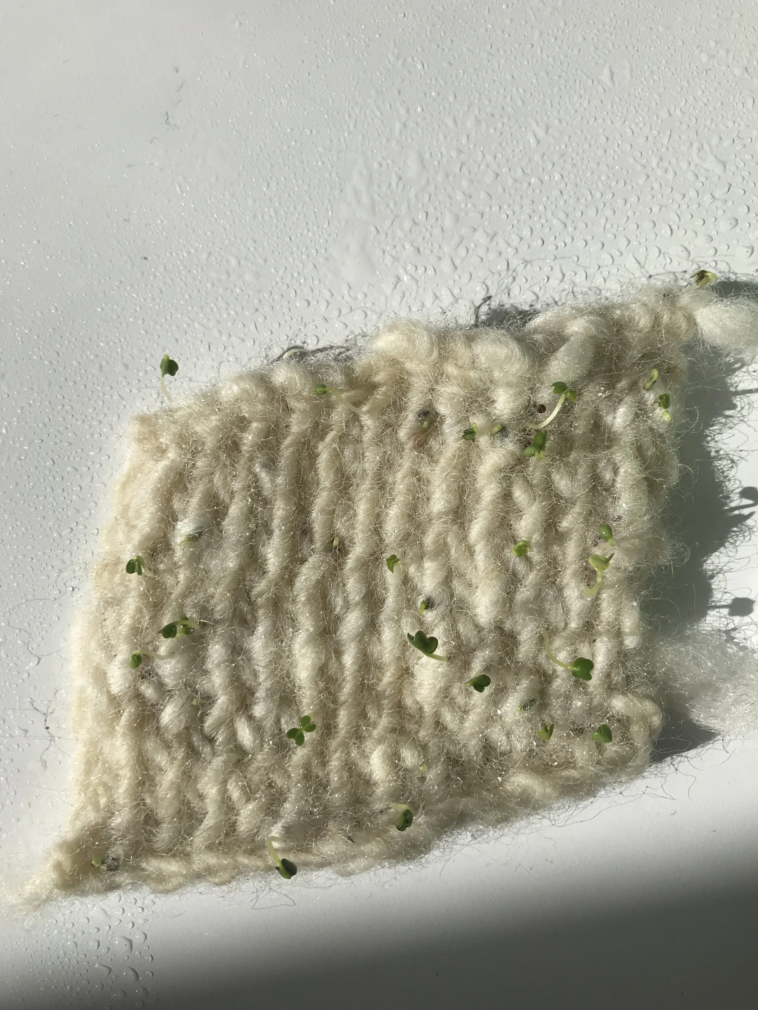 Day 5- Great Growth from Day before
