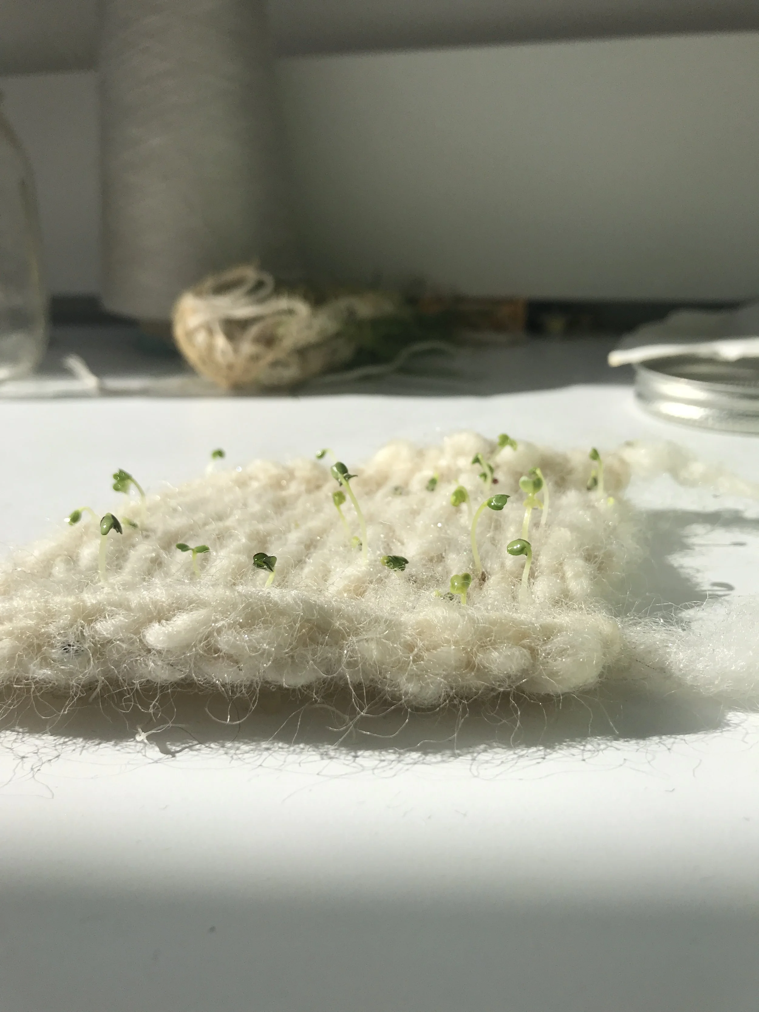 Day 5- Growth of Sprouts