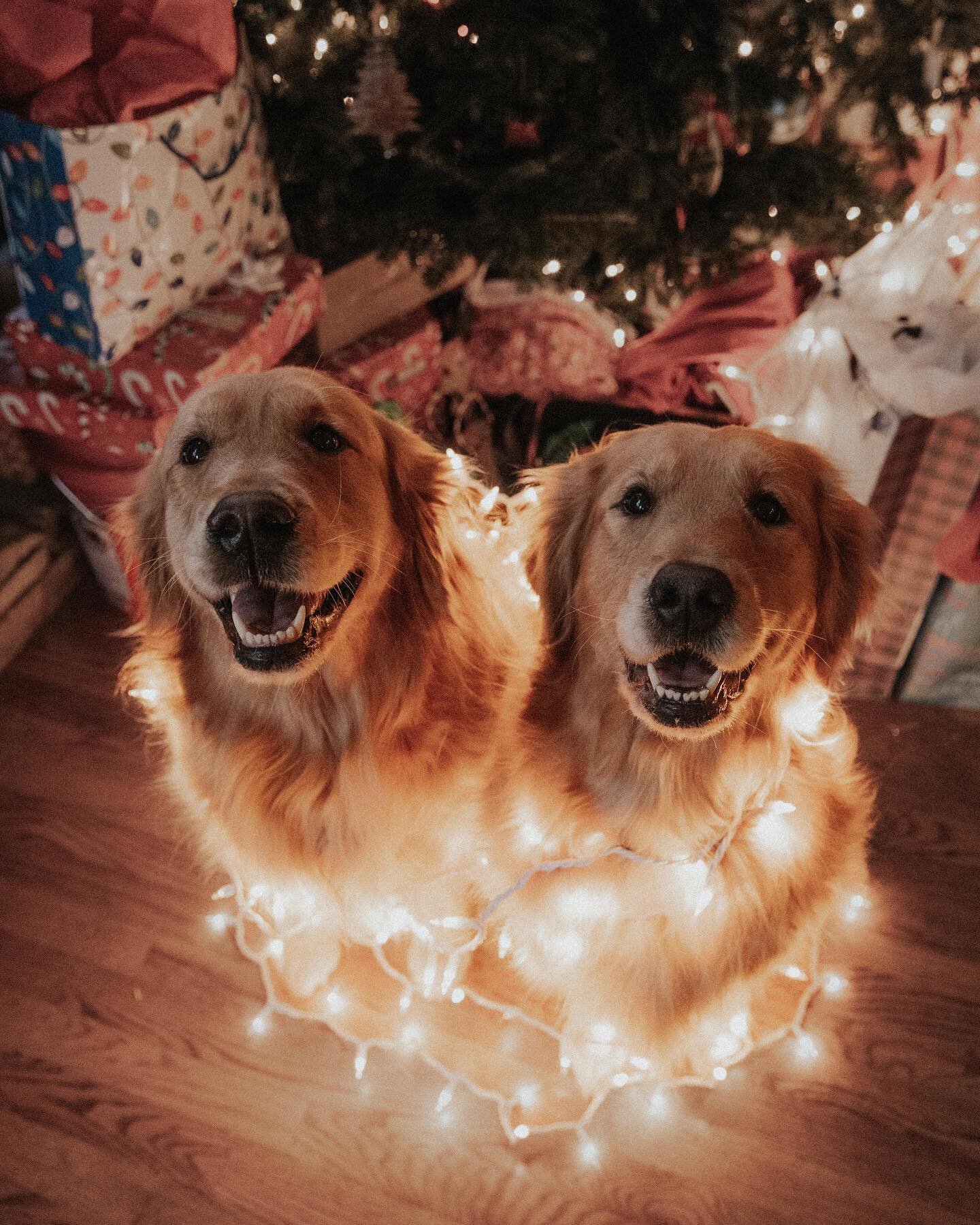 Happy Christmas Eve Eve from these Christmas pups! 🎄✨🐾