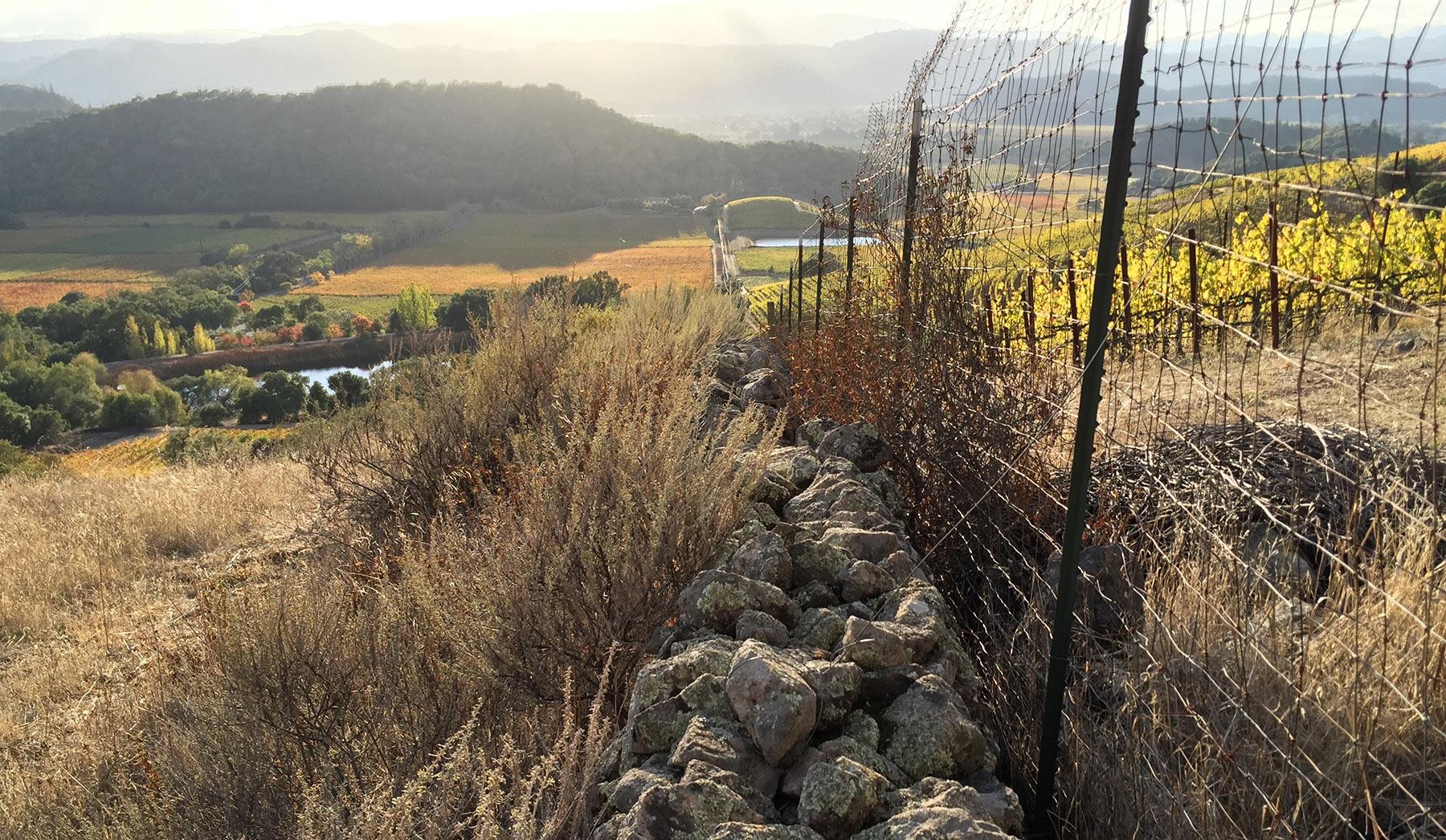 Fence-and-Vins.jpg