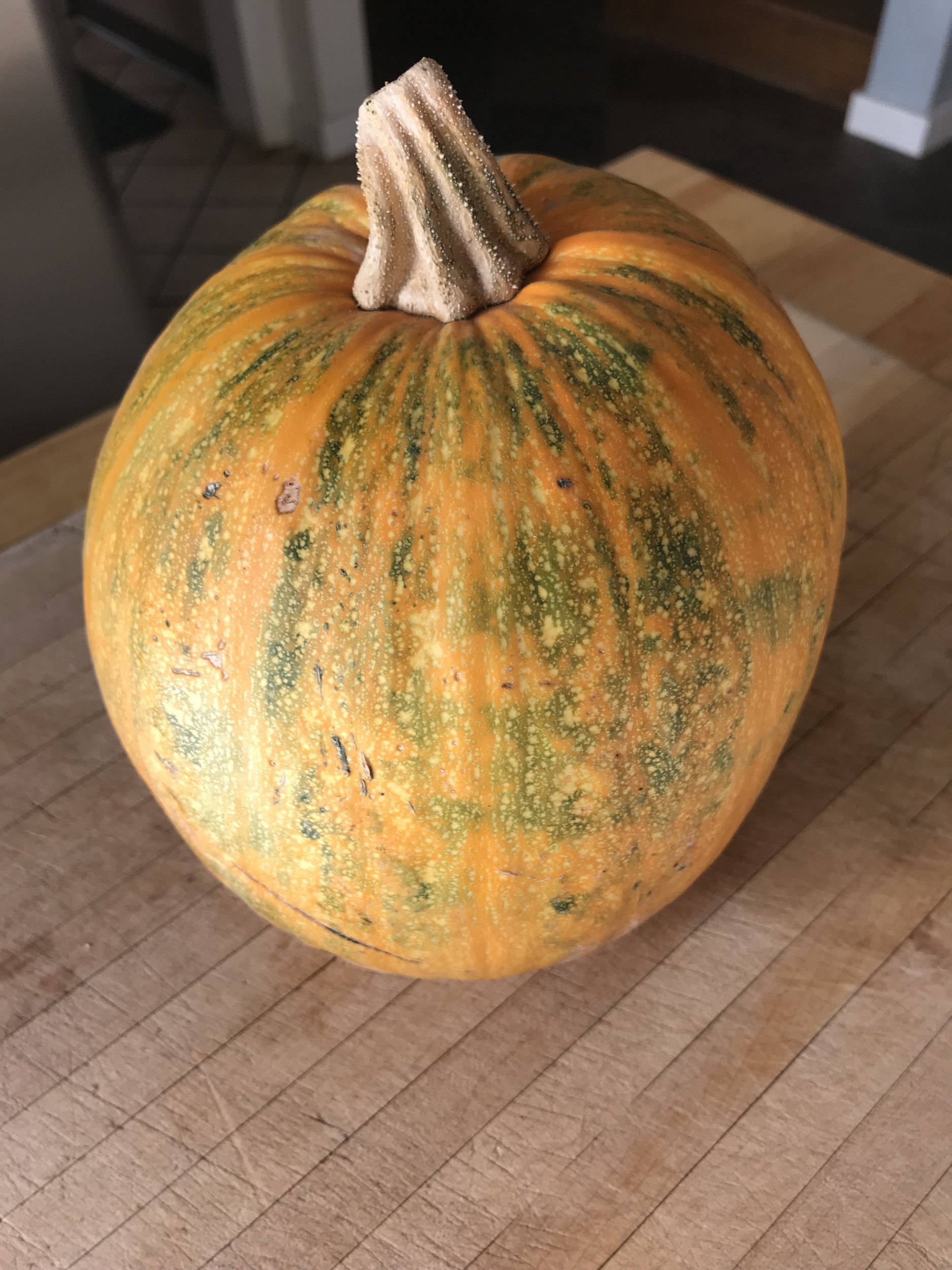 Oil seed pumpkin