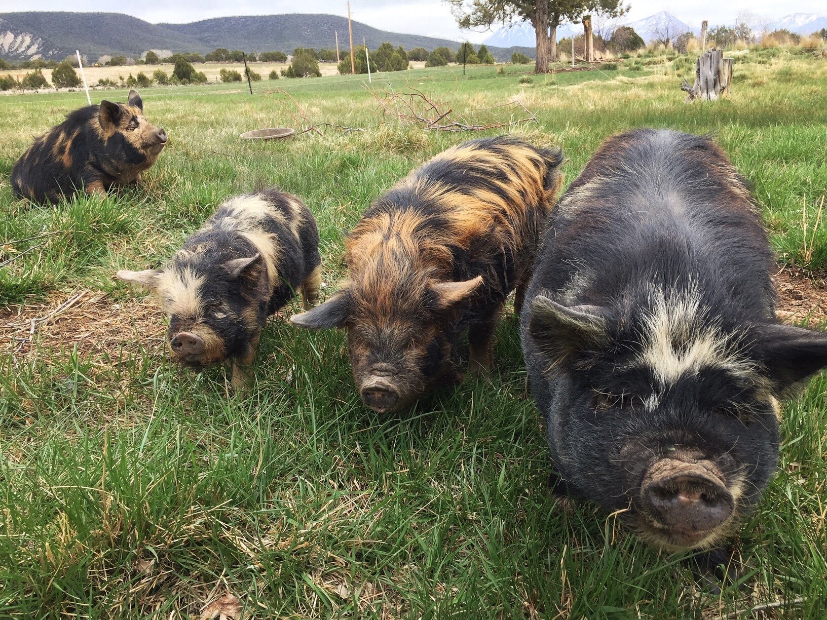 Pasture Pigs.