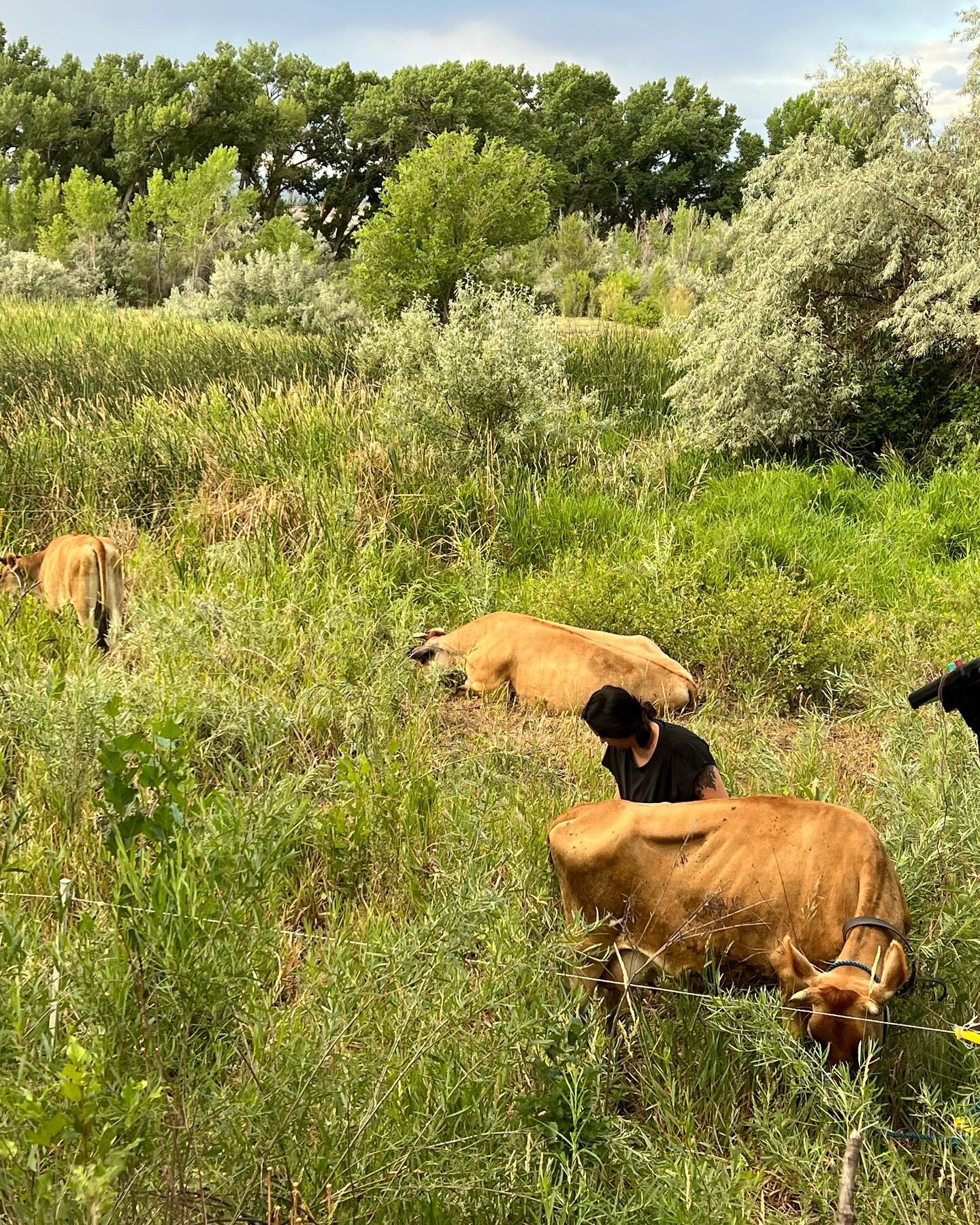 We are rotating the cows through paddocks in some of the wilder spots on the farm. This will give the pasture a chance to put on a good flush for a second cutting, and provide them with some nice shady grazing during the heatwave we are experiencing.