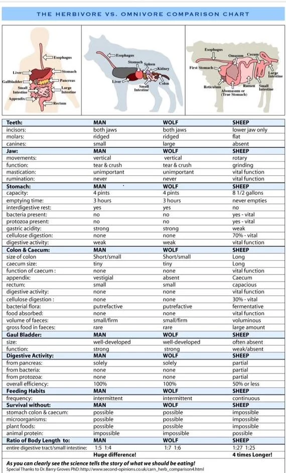 Info-graphic comparison of Human, Wolf and Sheep digestive tract (visual learners)