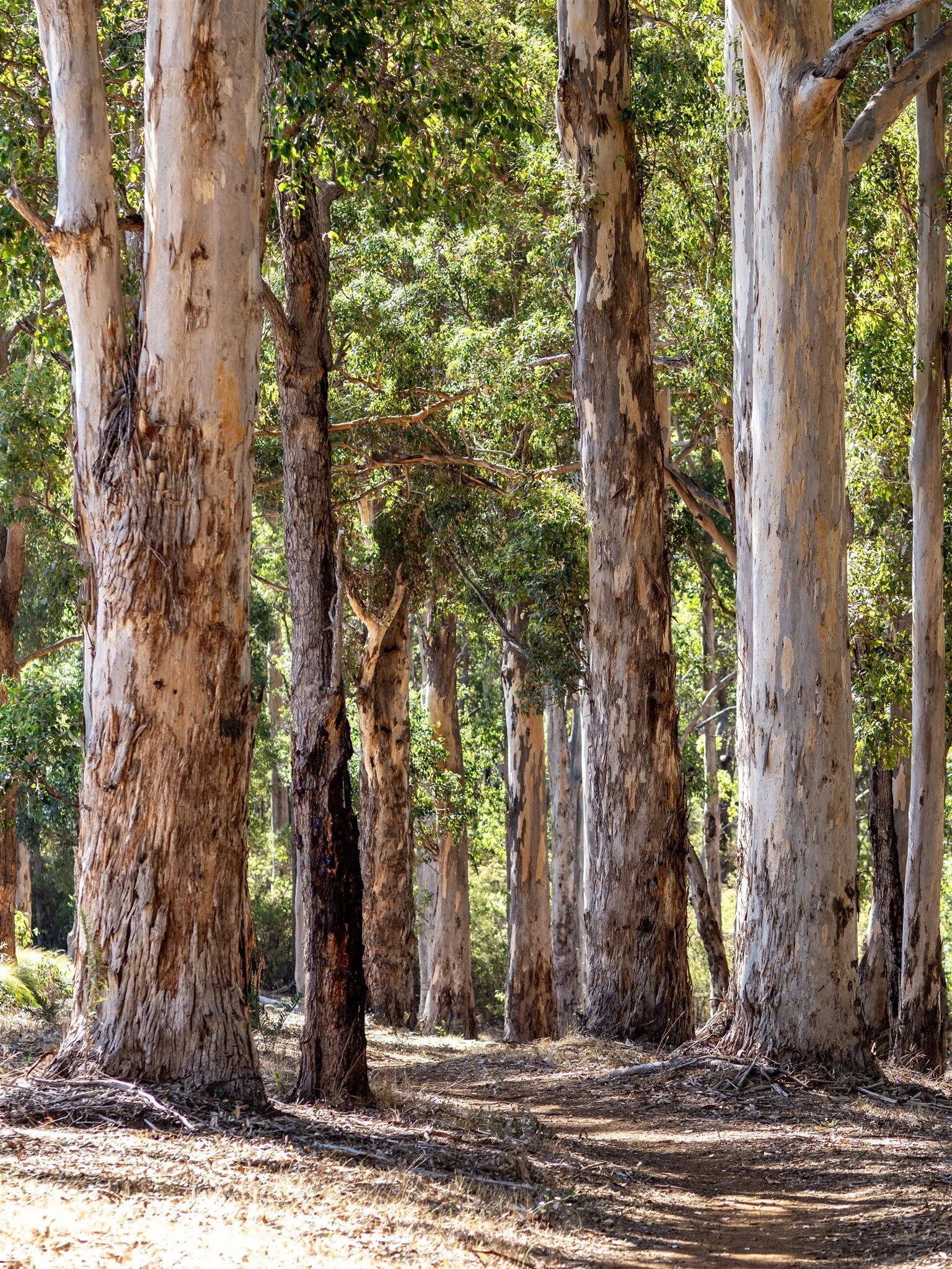 Tall Trees Swell Stays