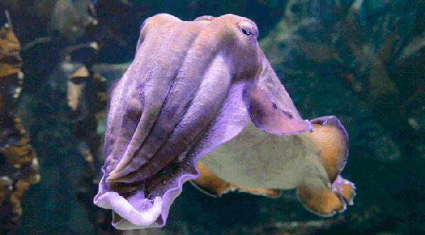  Undula Tech 