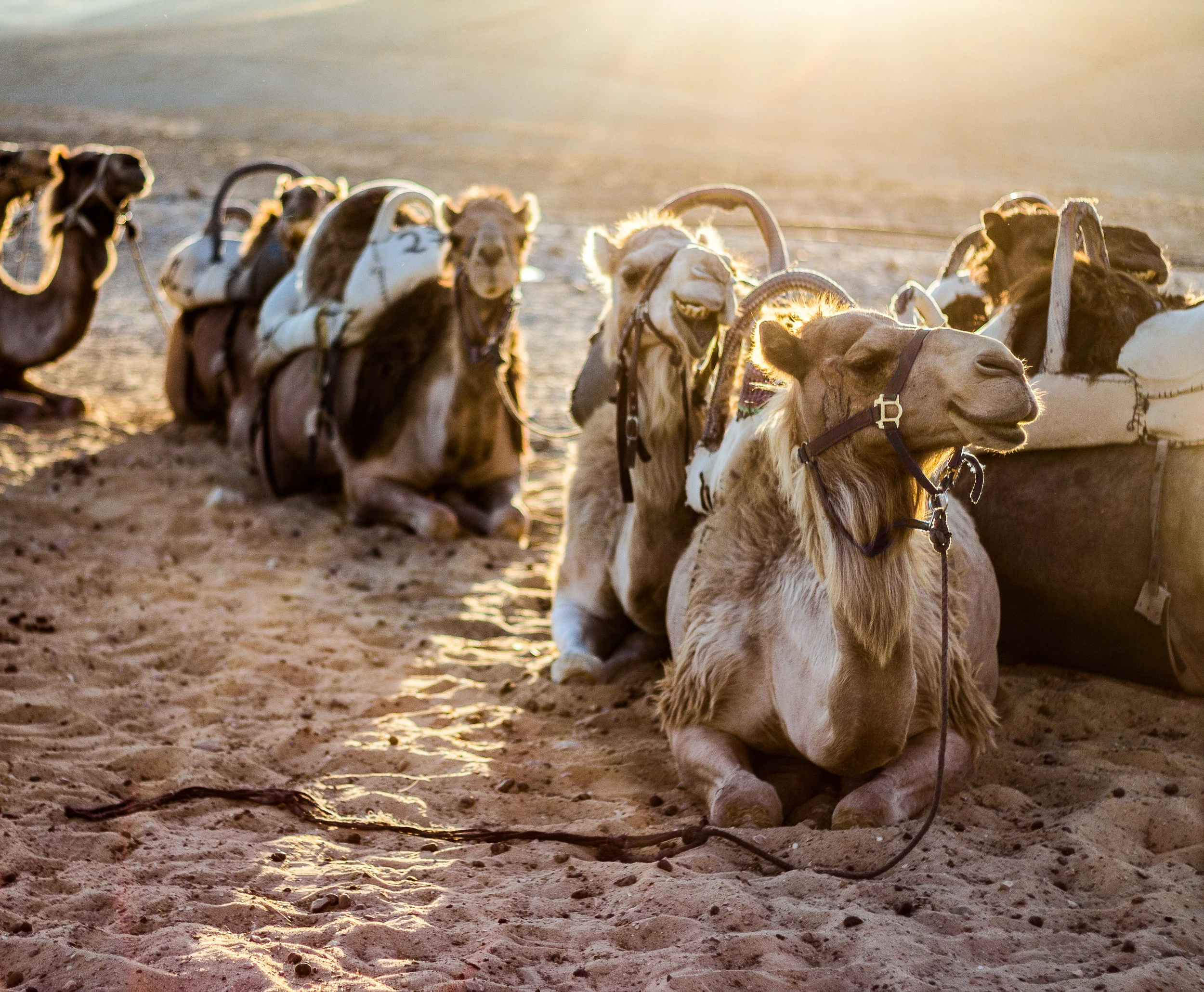 Judean Desert, Israel