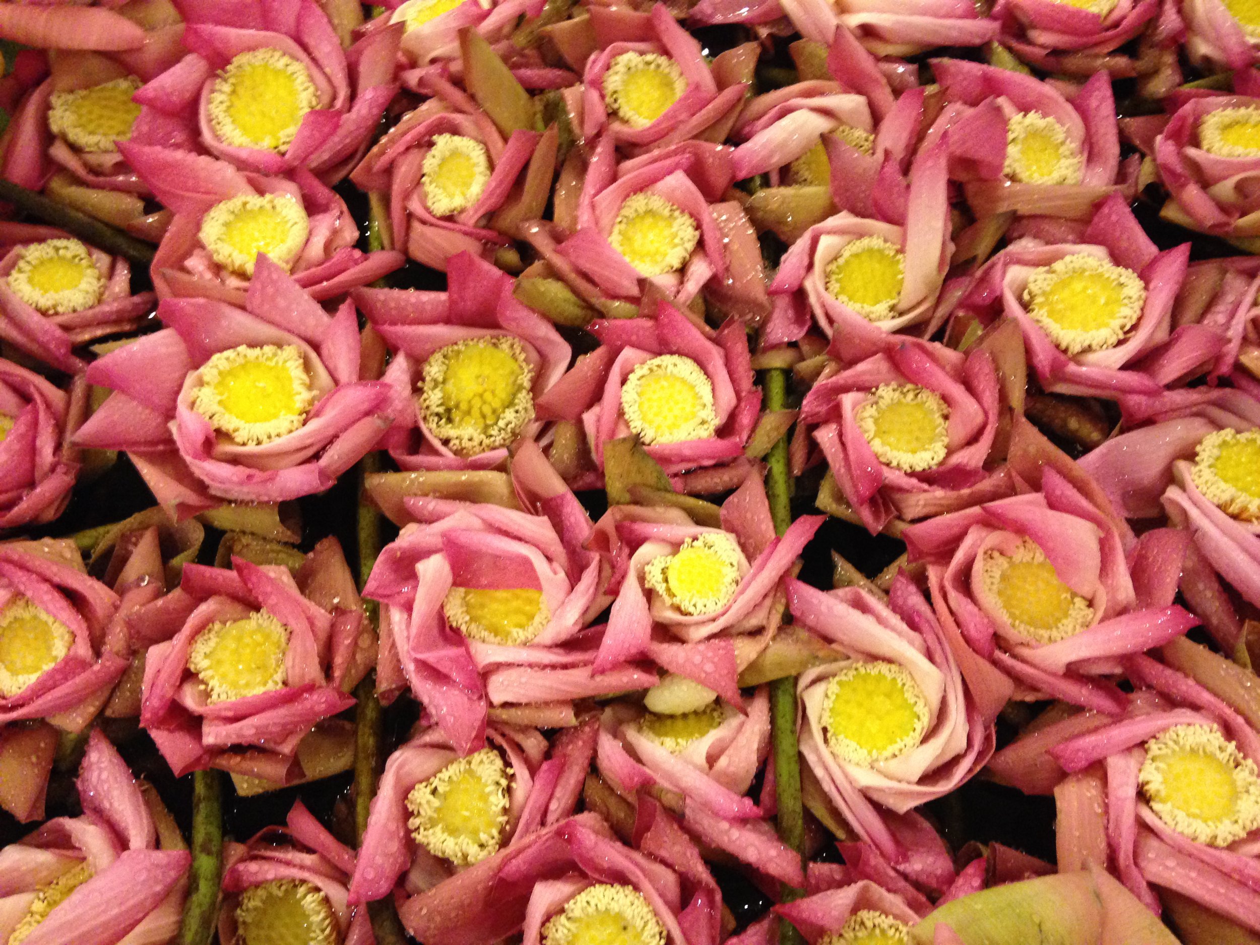 Lotus
