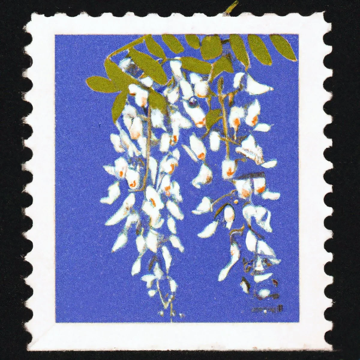 Sam Evian- "Wisteria"