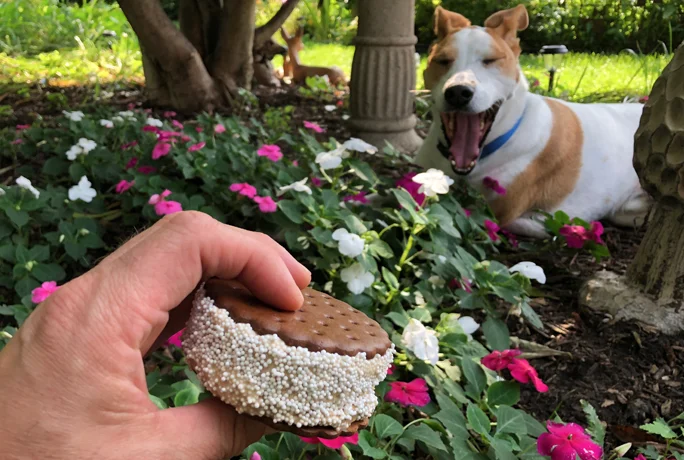 Dame and Buster slide.jpg