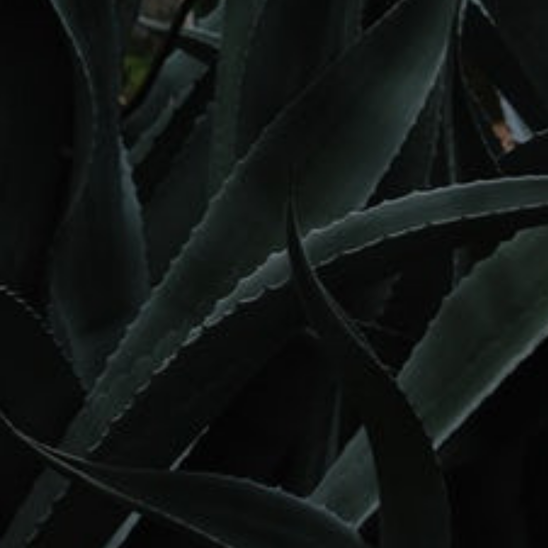 RENEWED - Day 4