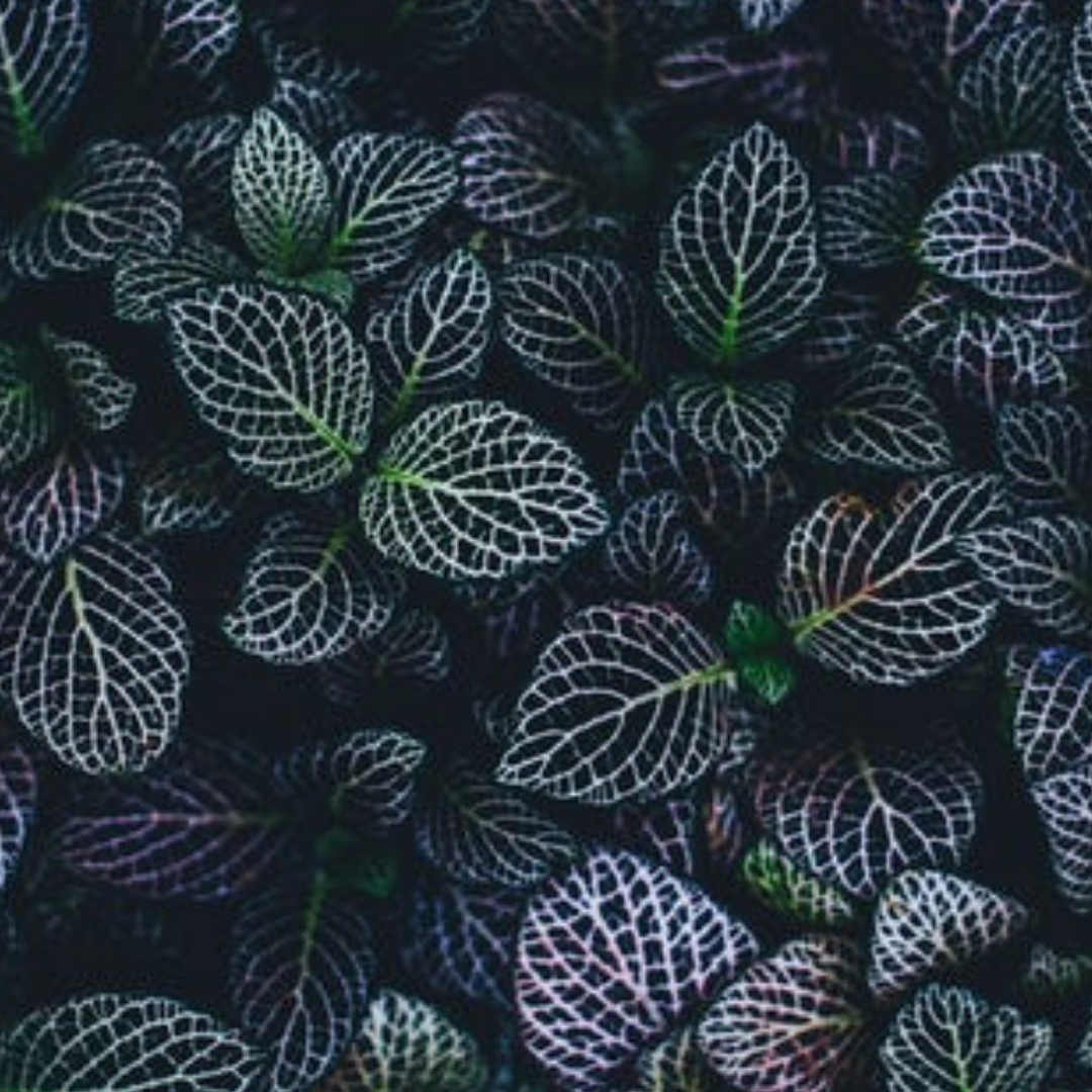 RENEWED - Day 7