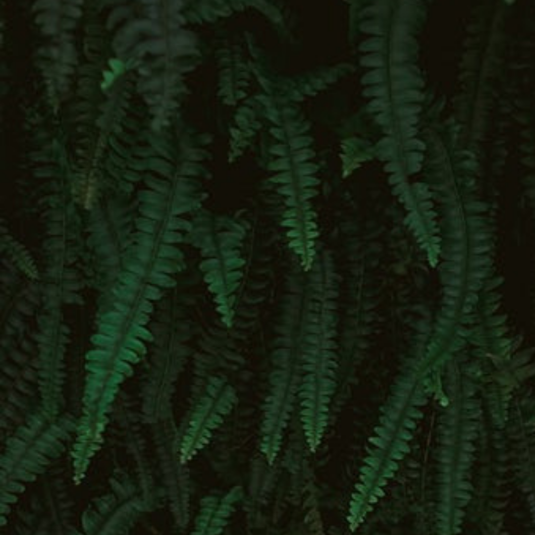 RENEWED - Day 8