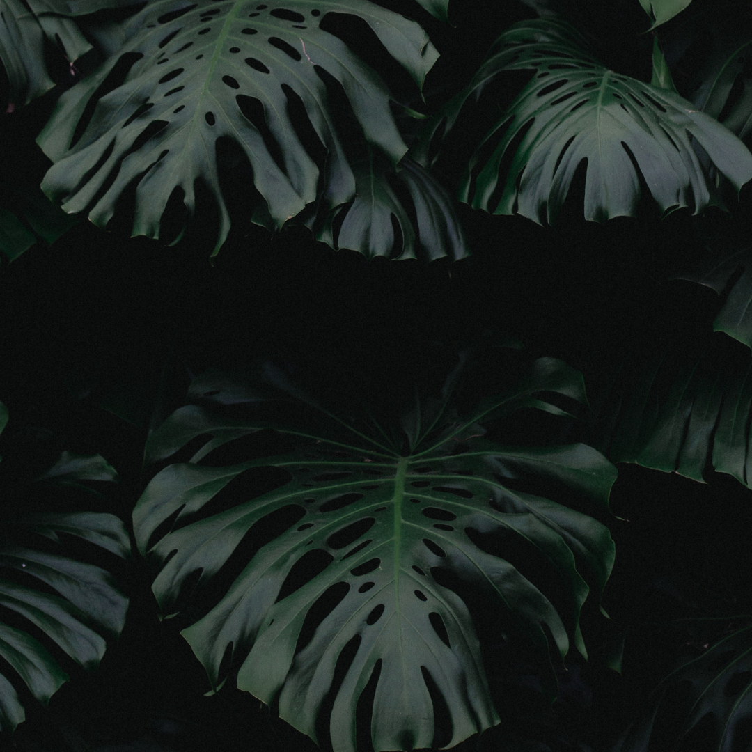 RENEWED - Day 11