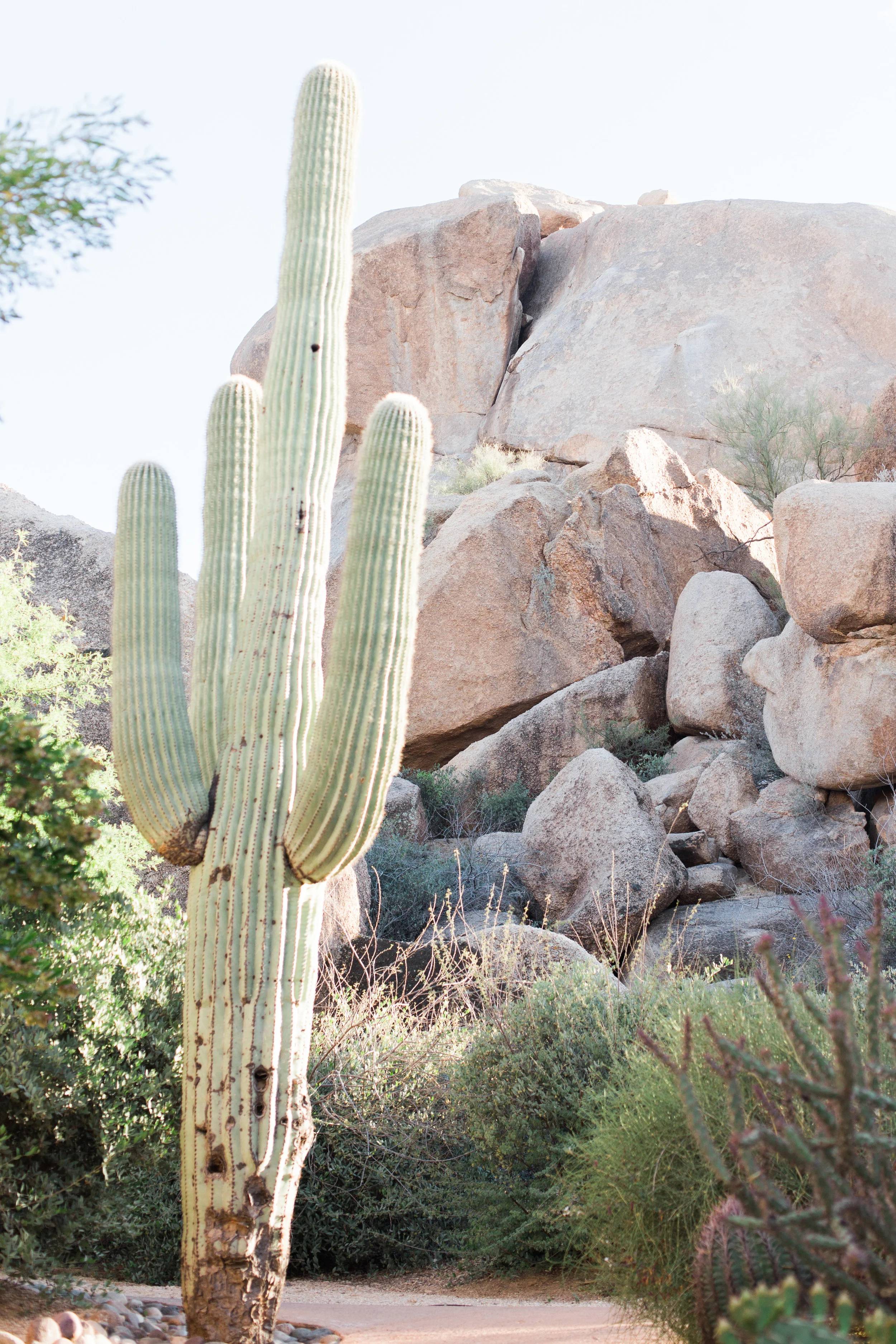napa valley family + lifestyle photographer | from the pines to the vines