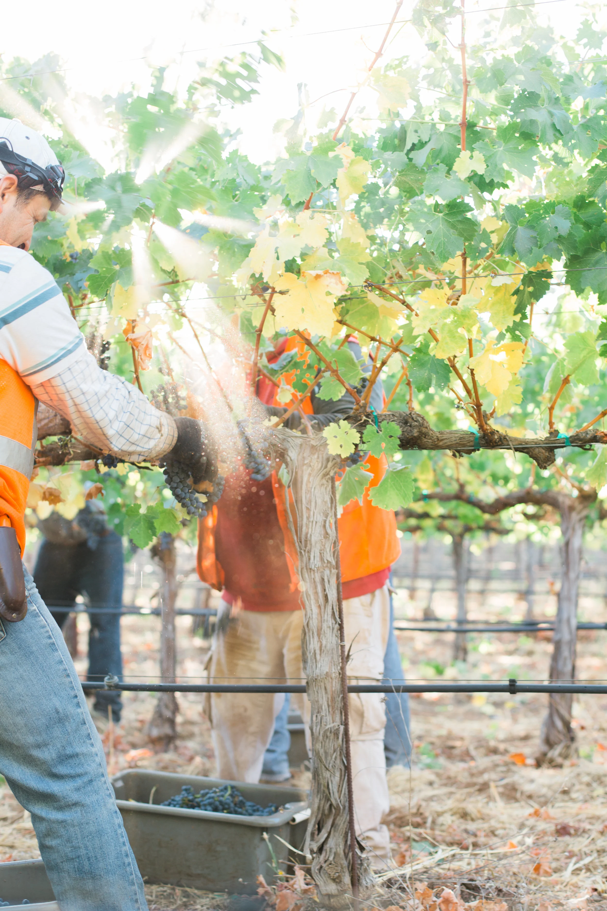 napa valley lifestyle photographer | from the pines to the vines