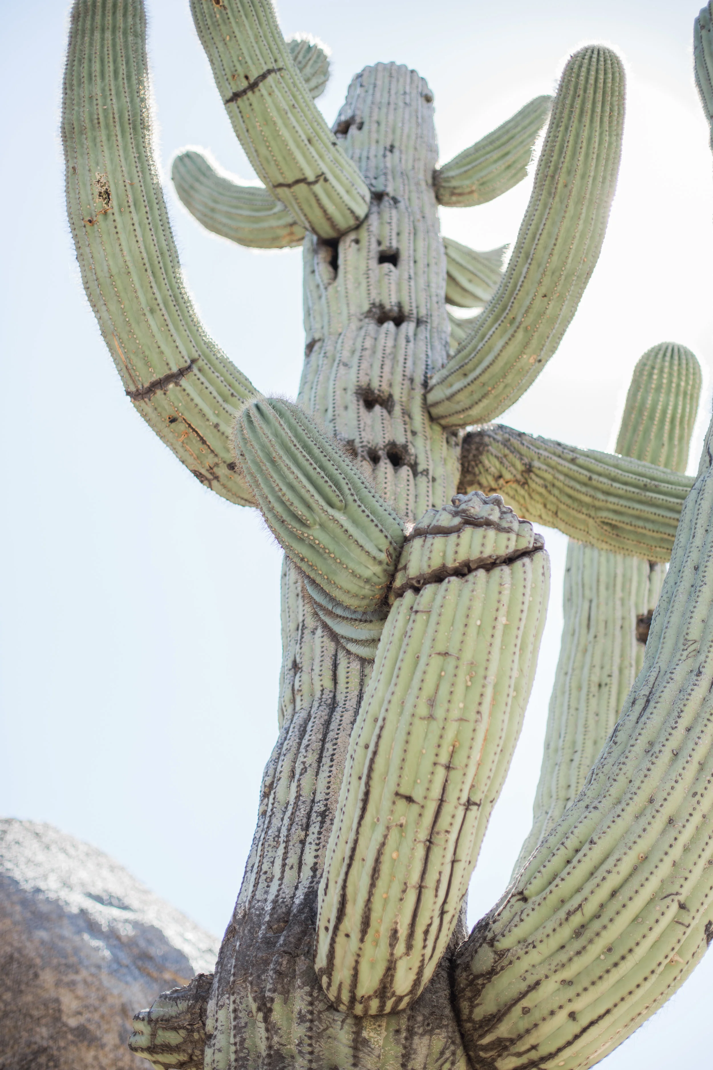 napa valley lifestyle photographer | from the pines to the vines