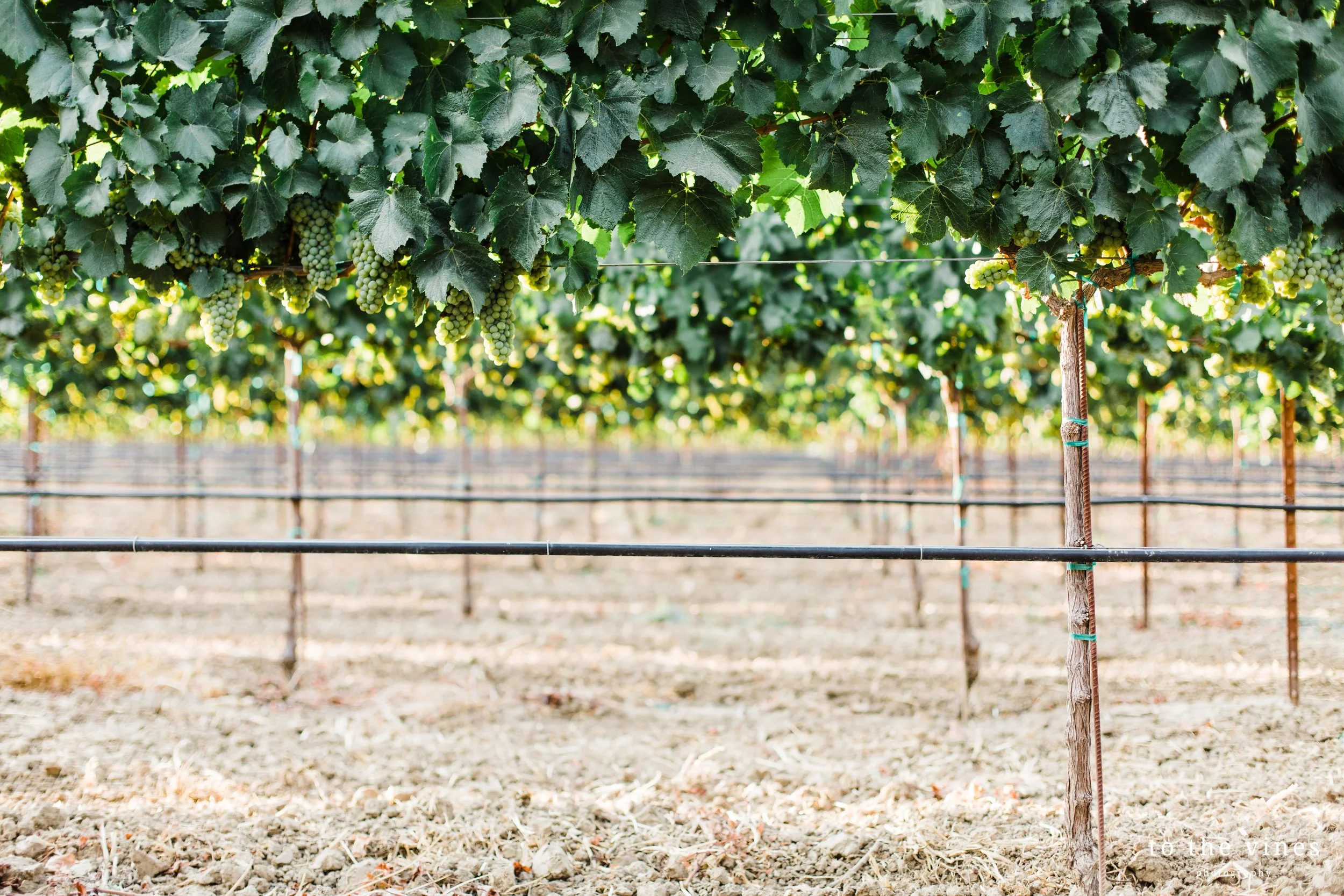 Chardonnay Vineyard - to the vines - 2018-1.JPG