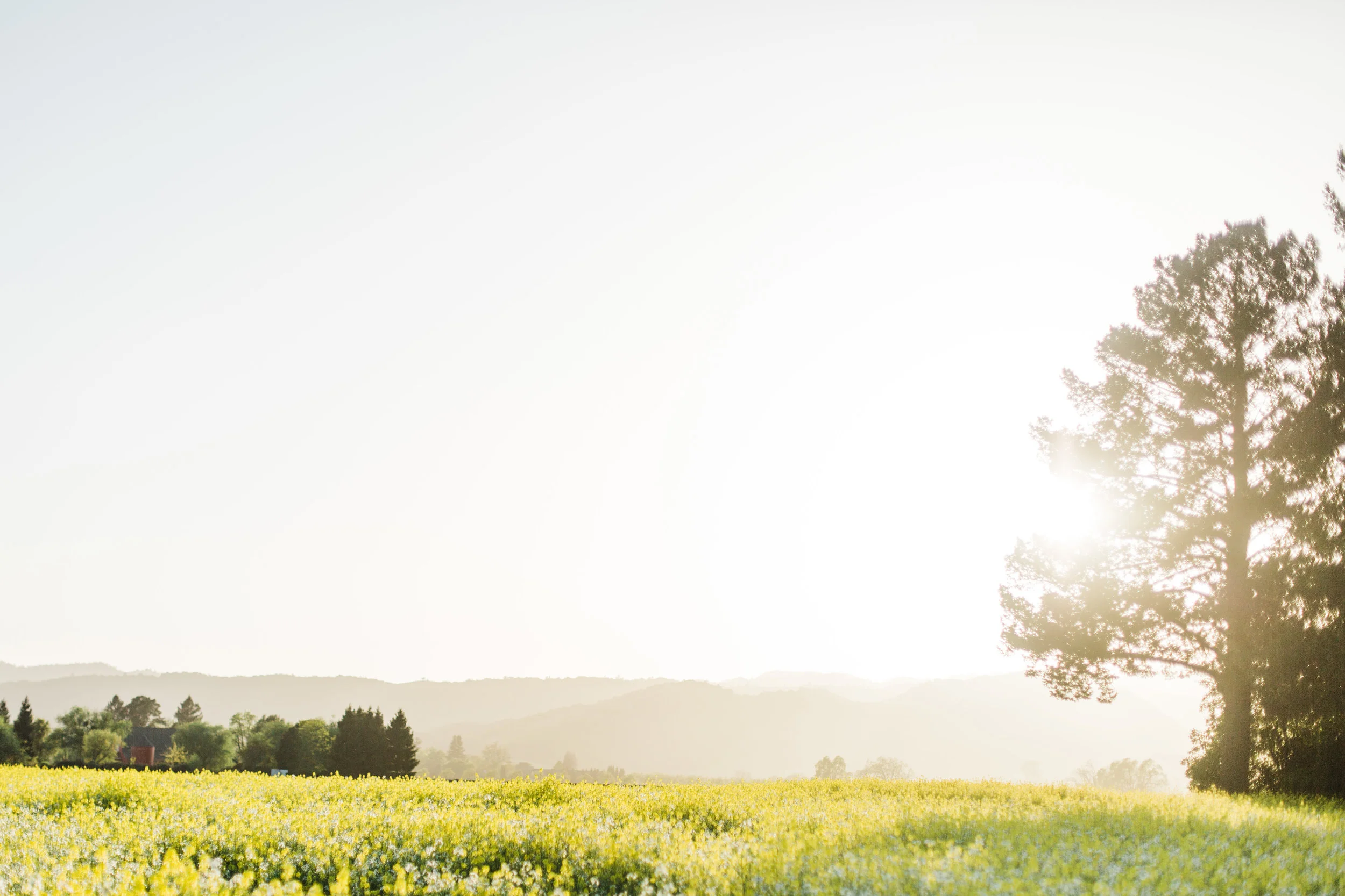 Oak Knoll Mustard Field-4.JPG