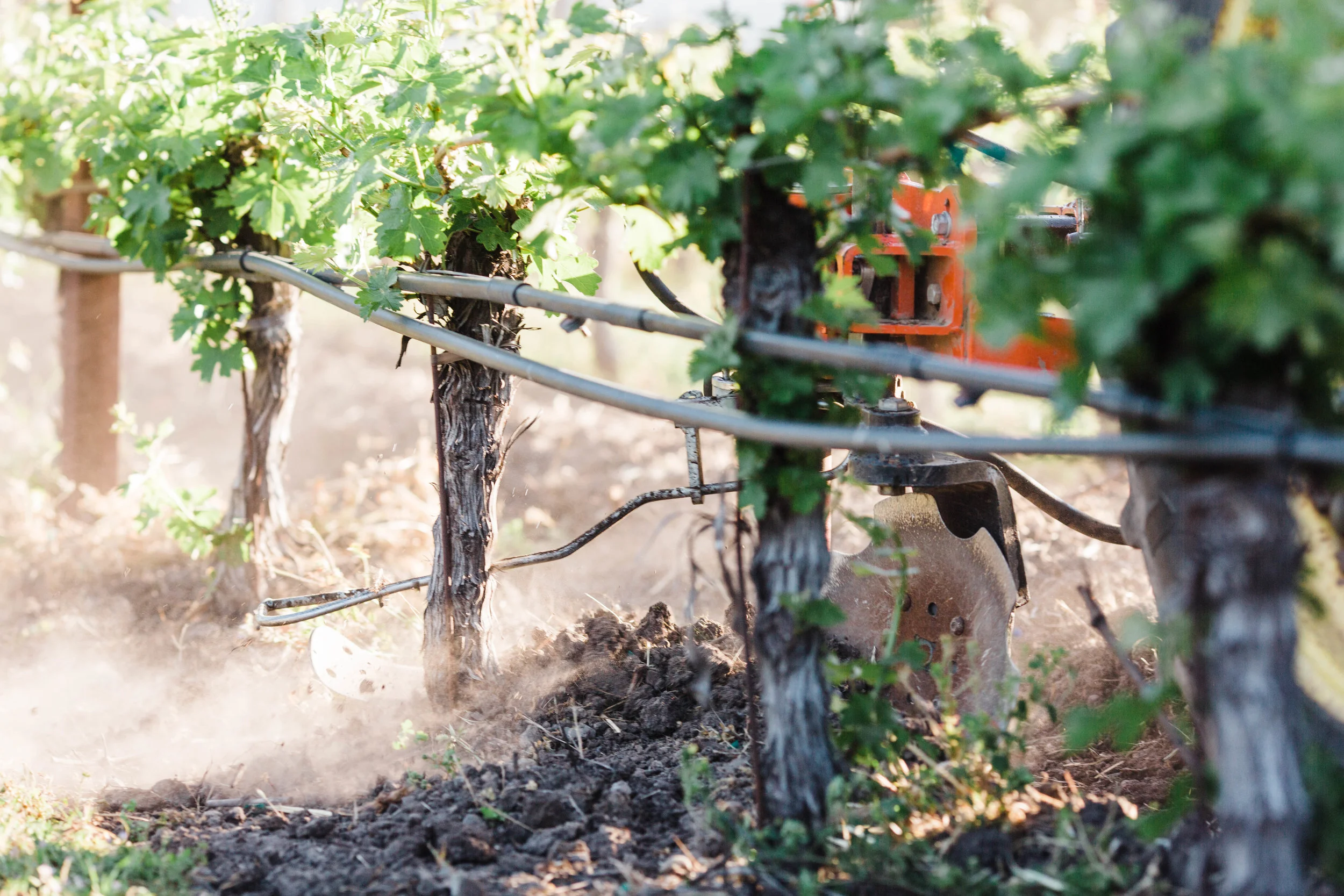 Sarah Anne Risk - NVG April 2019--3.JPG