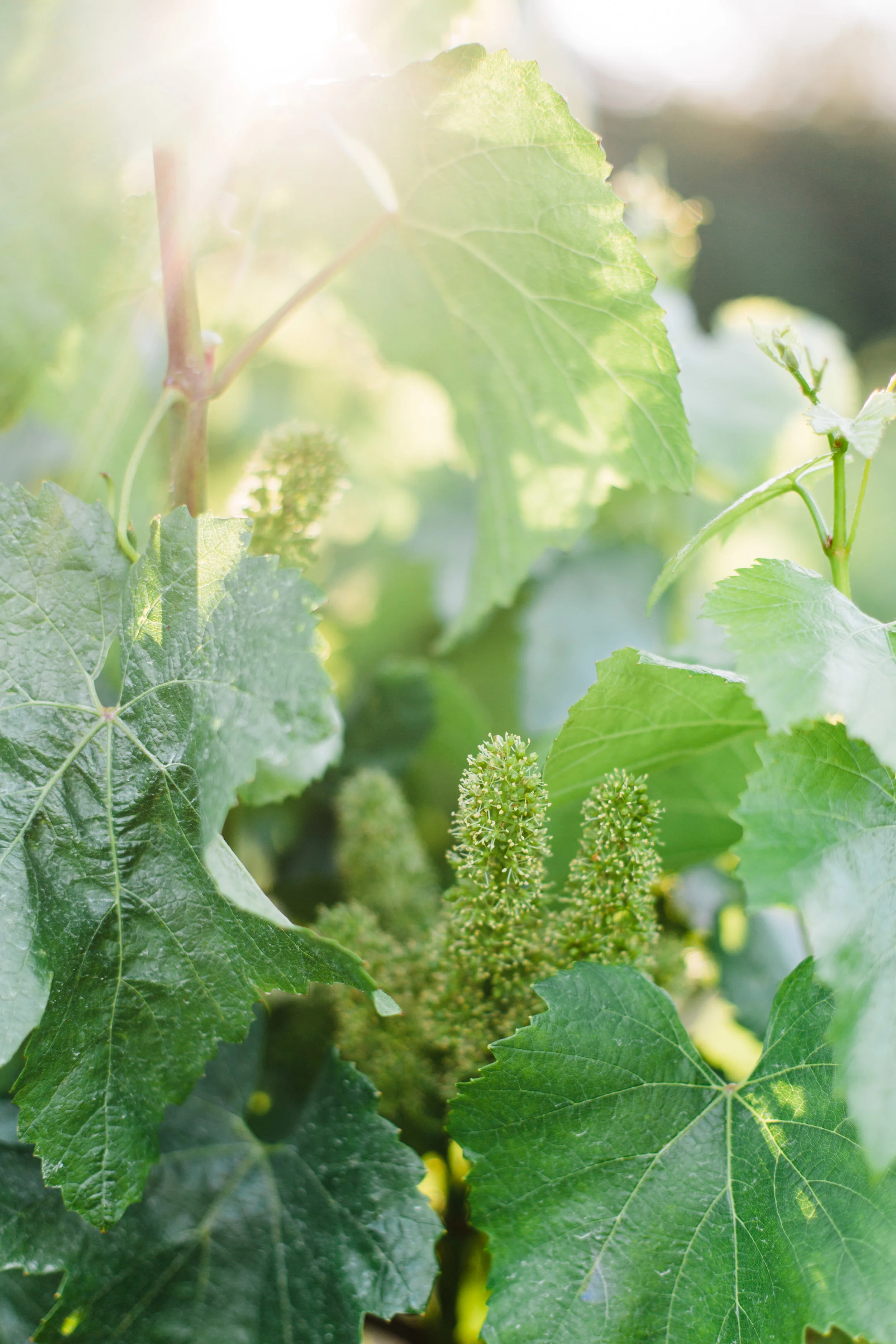 Sarah Anne Risk - NVG May 2019-3.JPG