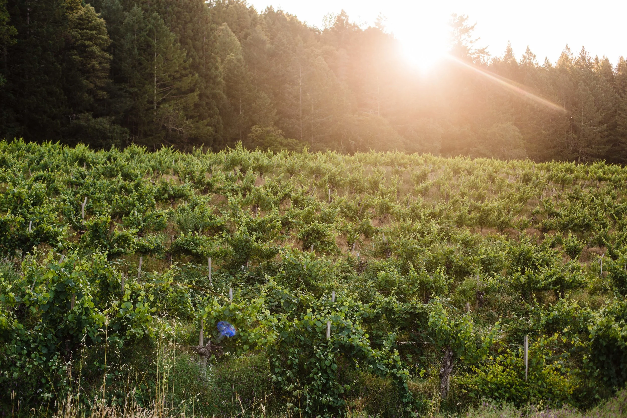 Sarah Anne Risk - NVG May 2019-10.JPG