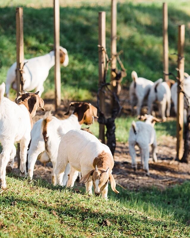 Like I always say, when it doubt, baby goat it out! Happy Friday☀️⠀
⠀
#🐐 #babygoat #babygoatsofinstagram #babygoats #farmlife #sustainability #ecofriendly #regusciwinery #regusciranch #RegusciRanch #FarmersFirst #sustainableagriculture #livestock #n