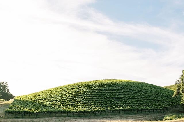 The vines aren't the only thing growing✨⠀
⠀
⠀
#visitnapavalley #napavalley #oenophile #carneros #winecountry #cabernetsauvignon #chardonnay #visitcalitfornia #travelandleisure #naturephotography #earthdayeveryday #wineenthusiast #winecountry #winecou