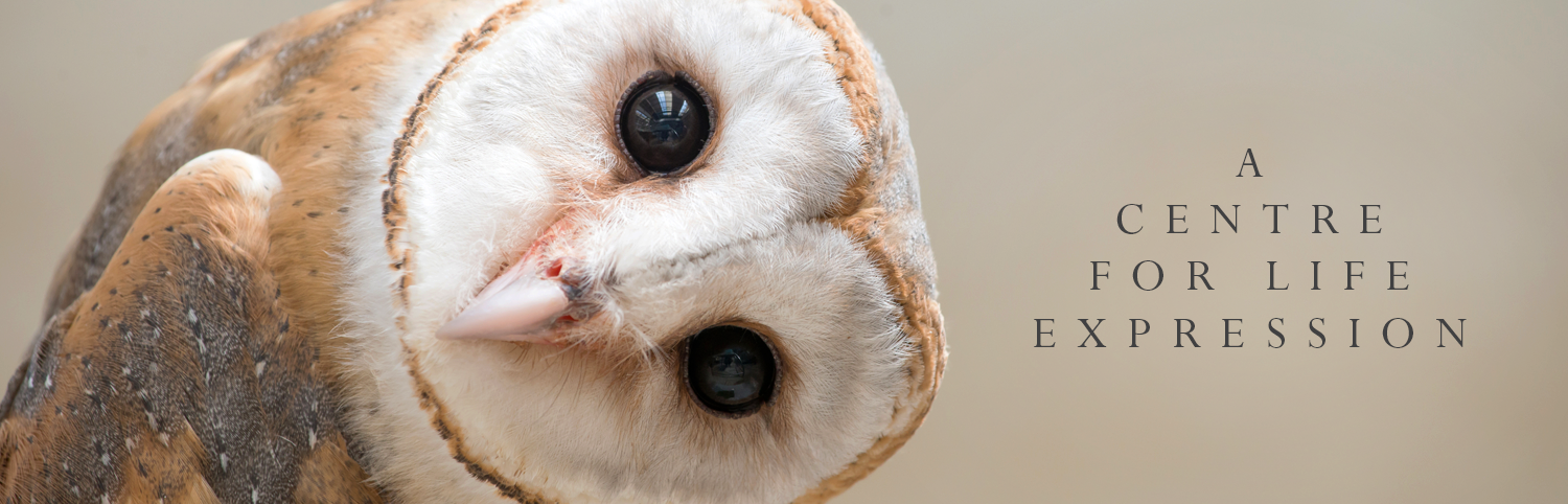 owl-q.png