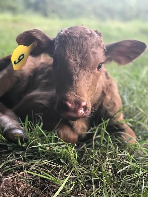 We deviated from the Disney theme for this gal...sweet Hollis...named after my paternal grandfather...her mama is named after my grandmother, Stella. The mama of this cutie was the last of the offspring from a cow originally from my grandmother's herd. She is the CUTEST!